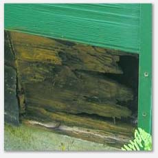 Rim joist affected by wood destroying organisms.  There was a sprinkler pointed directly at the corner of this building.