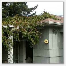 This clematis destroyed the roof, soffits, fascia and siding.  Parts of it were even found in the attic.